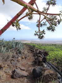 Plants growing on land against sky