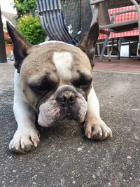 Close-up of dog lying down on footpath