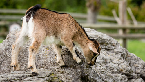 Pygmy goat outdoors