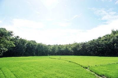 Scenic view of grassy field against sky