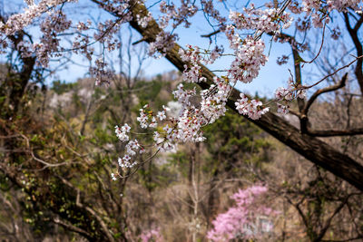 Low angle view of cherry blossoms in spring
