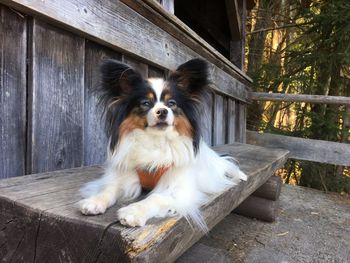 Portrait of dog sitting on wood