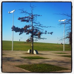 Trees on grassy field against cloudy sky