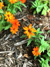 High angle view of marigold flowers blooming outdoors