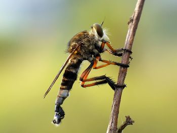 Close-up of insect on stem