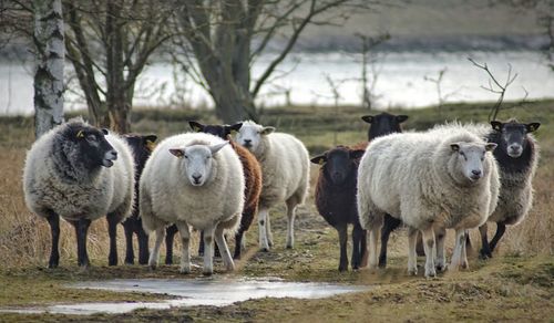 Sheep in a field