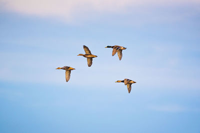 Low angle view of birds flying in sky