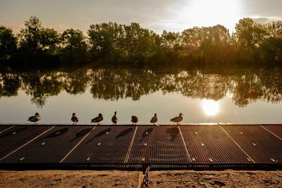 Flock of birds in lake against sky