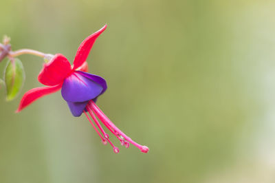 Close-up of fuchsia growing outdoors