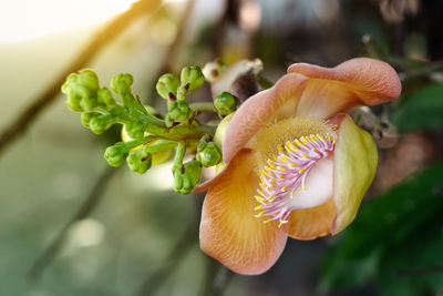 Close-up of flowering plant