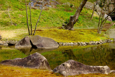 Stream flowing through rocks in forest