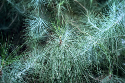 Close-up of succulent plant on field