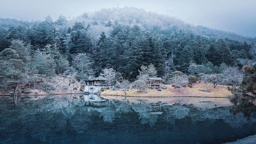 Scenic view of lake in forest