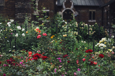 Red flowers blooming in garden