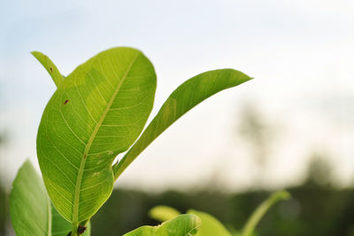 Close-up of green leaves