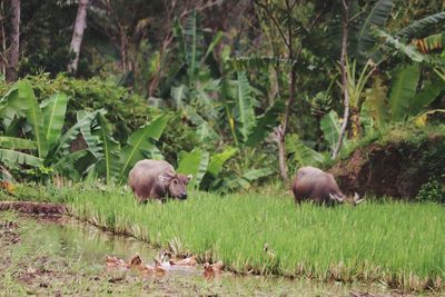 Buffalo and duck,