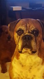 Close-up portrait of dog at home