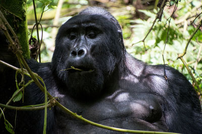 Monkey sitting on a forest