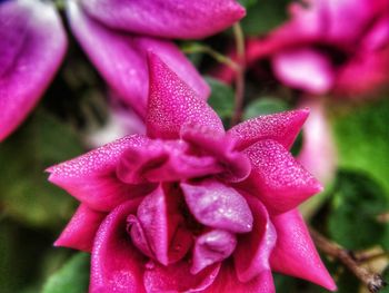 Close-up of wet pink rose flower