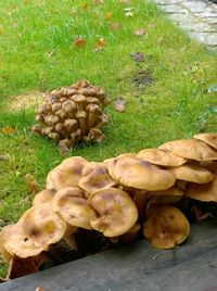 Full frame shot of vegetables