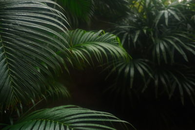 Close-up of palm tree in forest