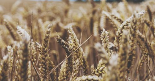 Close-up of wheat field