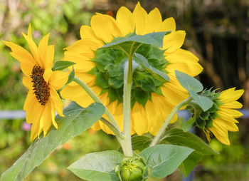 Close-up of yellow flowering plant