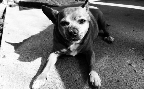 Close-up portrait of a dog