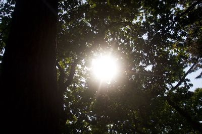 Low angle view of trees in forest