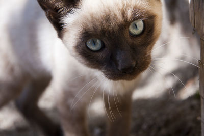 Close-up portrait of cat