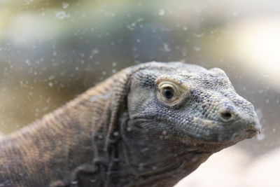 Close-up of a turtle