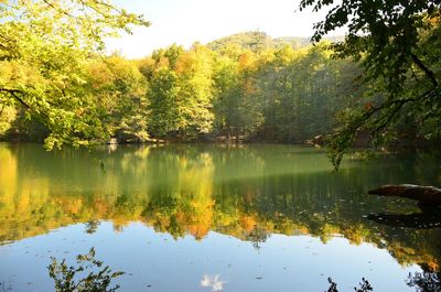 Reflection of trees in calm lake