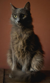 Portrait of cat looking away while sitting on wall