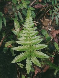 Close-up of fresh green plant