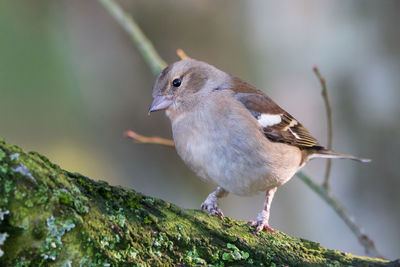 Close-up of bird perching on branch