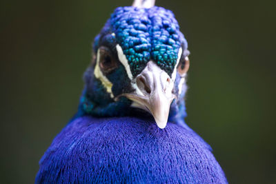 Close-up portrait of a bird