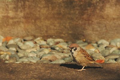 Profile view of sparrow perching on retaining wall