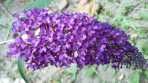 Close-up of purple flowers