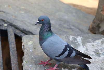 A pigeon running on the rock in day