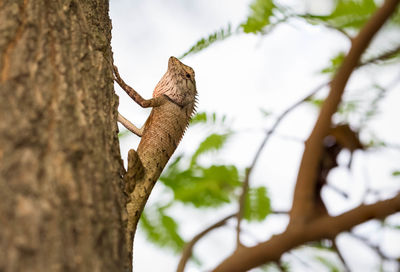 Low angle view of lizard on tree trunk