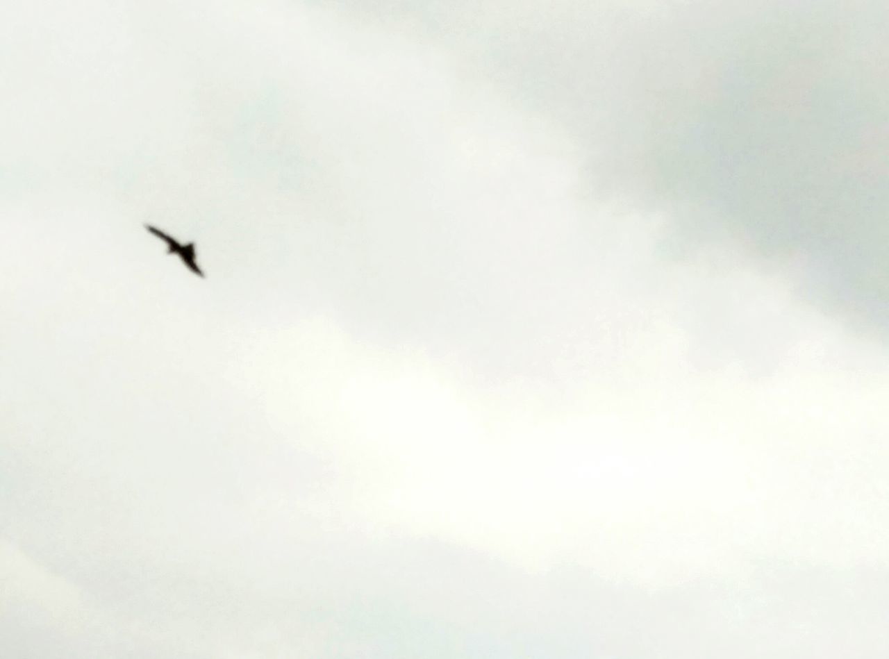 bird, flying, animal themes, low angle view, animals in the wild, wildlife, sky, one animal, nature, mid-air, spread wings, cloud - sky, beauty in nature, copy space, outdoors, day, no people, tranquility, seagull, tranquil scene