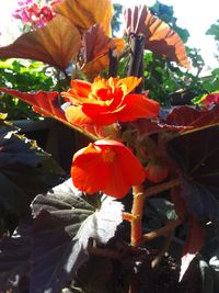 Close-up of red flower