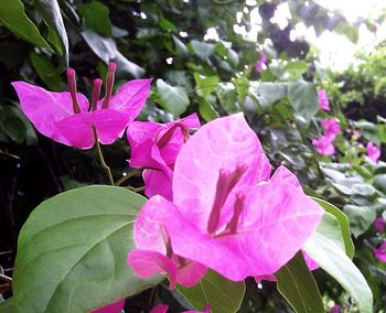 Close-up of pink flower blooming outdoors