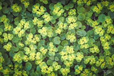 Full frame shot of yellow flowering plants