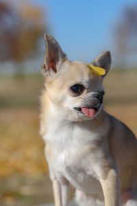 Close-up of a dog looking away