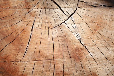 Full frame shot of tree stump