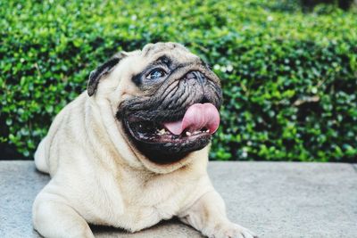 Close-up portrait of a dog