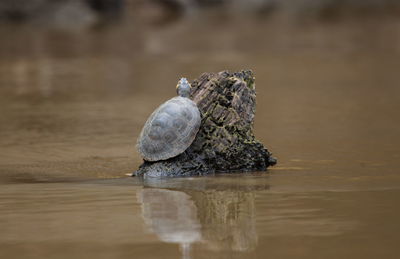 Single yellow-spotted river turtle podocnemis unifilis holding onto log in running stream, bolivia.