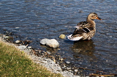 Duck swimming on lake