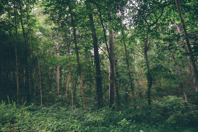 Trees in forest